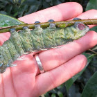 Atlas Moth (Larva)