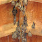 Jamaican Fruit Bat