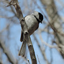 Carolina Chickadee