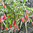 Red Iochroma