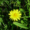 Dandelion Flowers