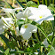 White Flower
