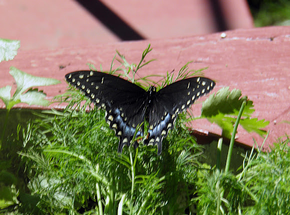 Spotting Image 1