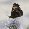 Small tortoiseshell (wings closed)
