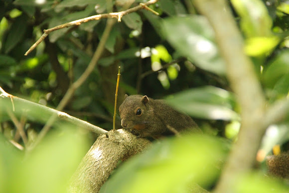 Spotting Image 1