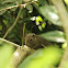 Plantain Squirrel