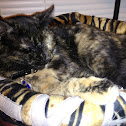 American shorthair - tortishell female