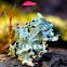 Punctelia Fungi