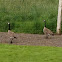 Canada Goose
