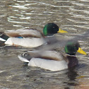 Mallard