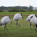 Wood Stork