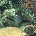 Rainbow Parrotfish