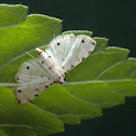 MOTH