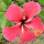 Biodiversity in West Malaysia 