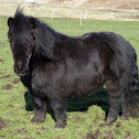 Shetland Pony