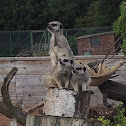 Meerkat