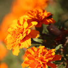 Marigold