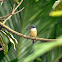sacred kingfisher