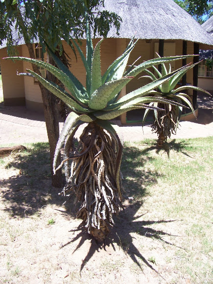 Spotting Image 1