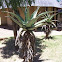 Marlothi's Mountain Aloe