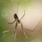 Lady Linyphiid