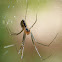 Lady Linyphiid