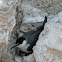 Bridled Tern