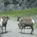 Bighorn Sheep