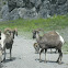 Bighorn Sheep