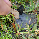 Funnel-web Spipder nest