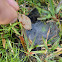 Funnel-web Spipder nest