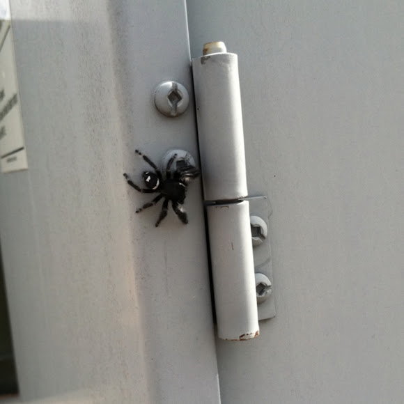 Spotting Image 1