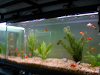 Peceras De 50X26X50H Marina Terrario