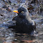 Common Blackbird