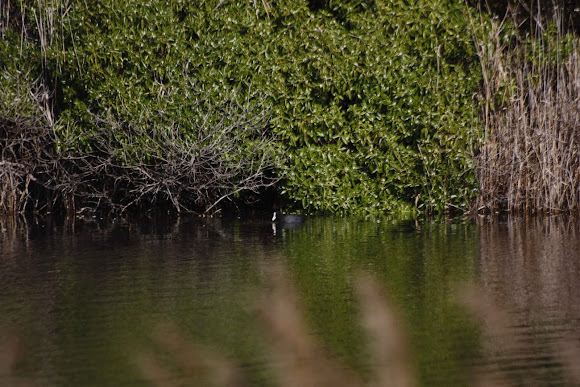 Spotting Image 1