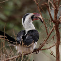 Von der Decken's Hornbill