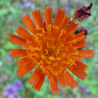 Fox-and-cubs