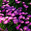 Carpobrotus acinaciformis