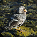 Falkland Steamer Duck