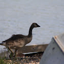 Canada Goose (Fledgling)