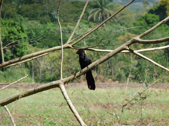 Spotting Image 1