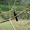 Smooth-billed Ani