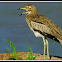 Water Thick-knee