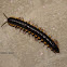 Millipede 