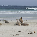 Australian Sea Lion