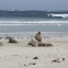 Australian Sea Lion