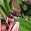 (Mating) Syrphid Fly