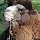 Captive Animals