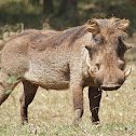 Warthog