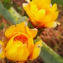Prickly pear flowers